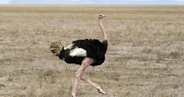 2025-06-10 STRUZZO_ostrich-10-min 2025-06-10 STRUZZO_ostrich-10-min