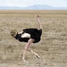 2025-06-10 STRUZZO_ostrich-10-min 2025-06-10 STRUZZO_ostrich-10-min