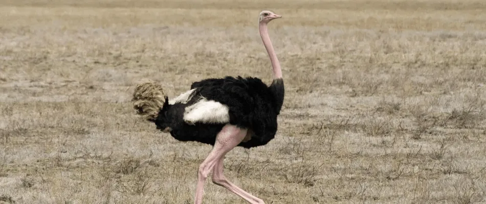 2025-06-10 STRUZZO_ostrich-10-min 2025-06-10 STRUZZO_ostrich-10-min