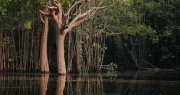 2025-06-20 AMAZZONIA_pexels-jeangc-28587130 2025-06-20 AMAZZONIA_pexels-jeangc-28587130