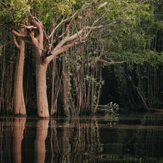 2025-06-20 AMAZZONIA_pexels-jeangc-28587130 2025-06-20 AMAZZONIA_pexels-jeangc-28587130