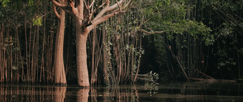 2025-06-20 AMAZZONIA_pexels-jeangc-28587130 2025-06-20 AMAZZONIA_pexels-jeangc-28587130