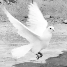 2025-09-17 Ginevra_logo 2025-09-17 Ginevra_logo