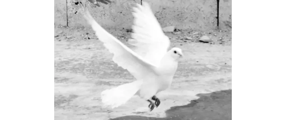 2025-09-17 Ginevra_logo 2025-09-17 Ginevra_logo